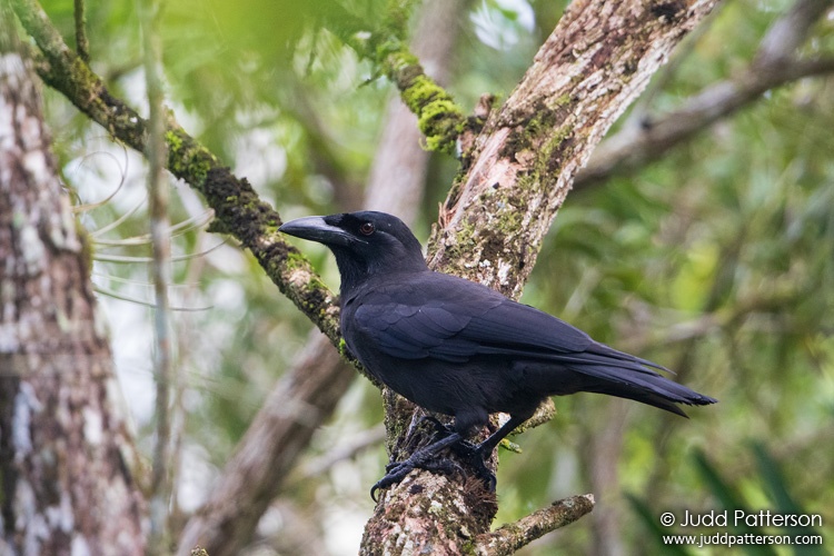 Jamaican Crow, Castleton Botanical Gardens, Castleton, Jamaica
